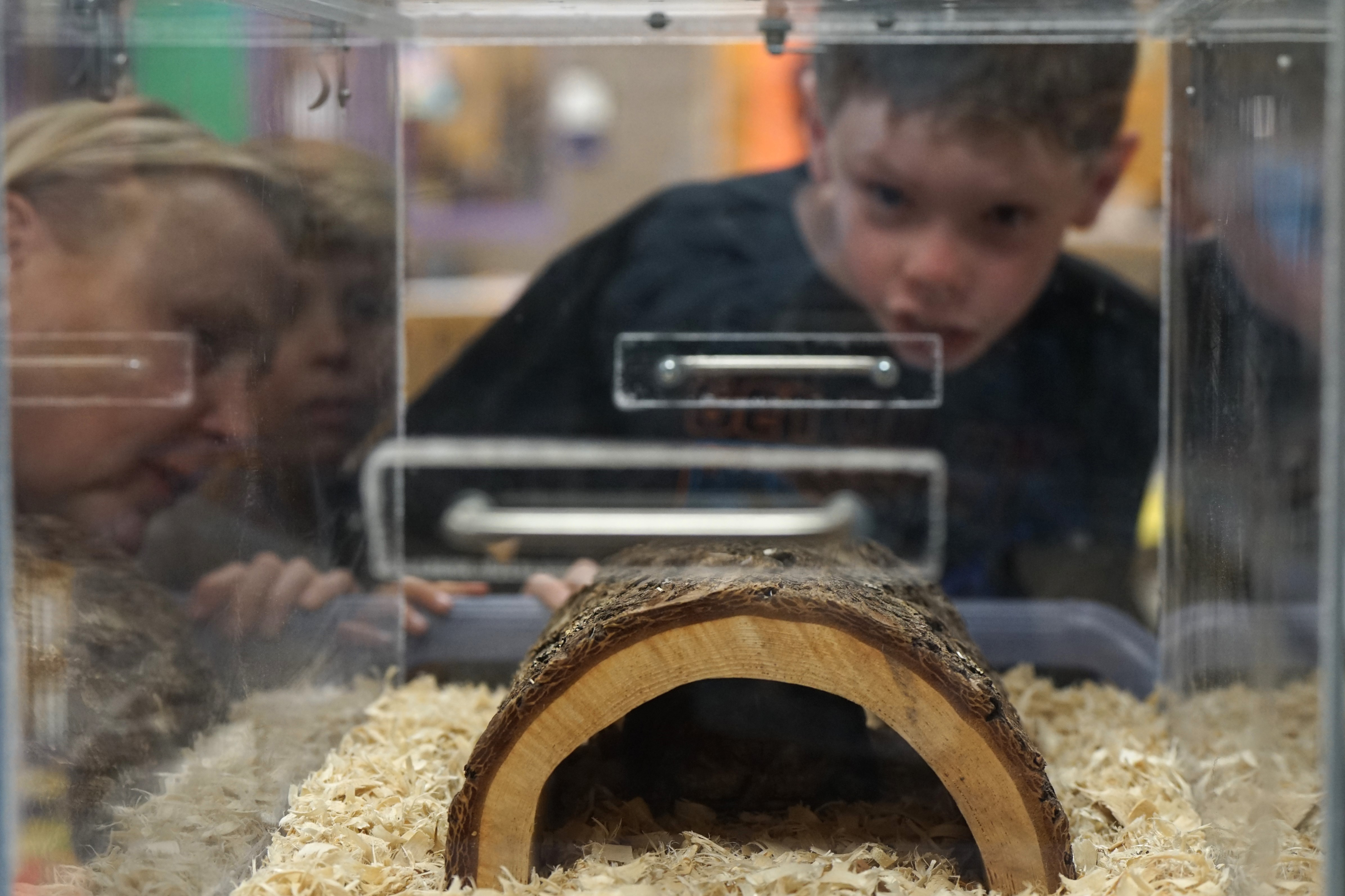 Kids look inside a glass case with a turtle hiding under a log